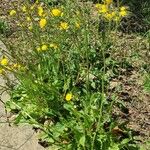 Sonchus bulbosus Levél