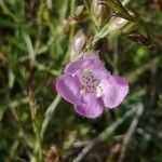 Agalinis purpurea Fleur