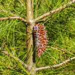 Pinus attenuata ফল