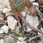 Sedum sediforme Leaf