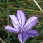 Aphyllanthes monspeliensis Blomma