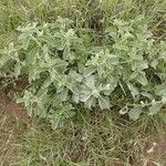 Leucas tomentosa Hábito