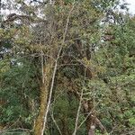 Acer campbellii Buveinė