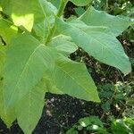 Nicotiana tabacum ഇല