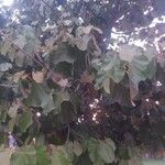Pterospermum acerifolium Hoja