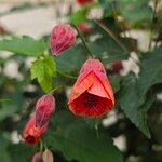 Callianthe striata Flower