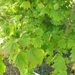 Acer circinatum 整株植物