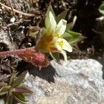 Saxifraga moschata Blodyn