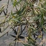 Sagittaria sagittifolia Deilen