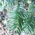 Taxus canadensis 葉