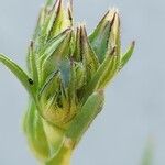 Silene apetala Fula