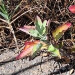 Chenopodium ficifolium Feuille