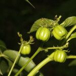 Jatropha gossypiifolia Fruit