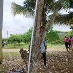 Cocos nucifera برگ