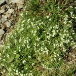 Galium pseudohelveticum 形態