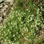 Galium pseudohelveticum ശീലം