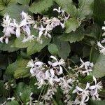 Clematis virginiana Blomma