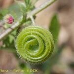 Medicago scutellata Frugt