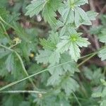 Potentilla erecta Hoja