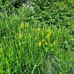Genista sagittalis Flor