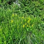 Genista sagittalis Blüte