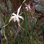 Brassavola cucullata Habitat