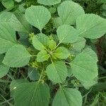 Acalypha indica برگ