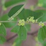 Ziziphus mucronata പുഷ്പം