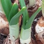 Narcissus cyclamineus Yaprak