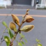 Magnolia figo Floro