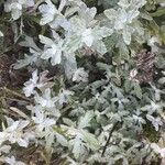 Eriophyllum lanatum Hoja