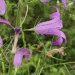 Campanula rapunculus ফুল