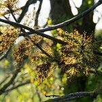 Fraxinus excelsior Flower