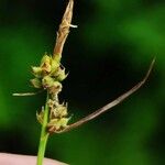 Carex pilulifera Blomst