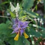 Melampyrum subalpinum Квітка