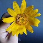 Wyethia angustifolia Flower