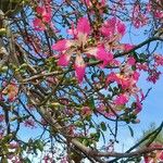 Bauhinia variegata 花