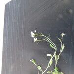 Arabidopsis thaliana Цветок