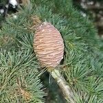 Cedrus atlantica Фрукт