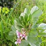 Vicia faba Flower