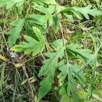 Heracleum lanatum Leaf