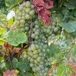 Vitis vinifera 果實