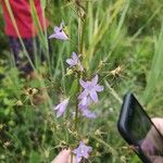 Campanula rapunculusЦвят