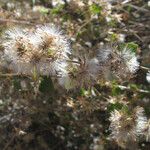 Brickellia californica Flower