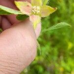 Ludwigia peruviana Flor