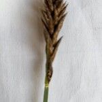 Carex disticha Cvet