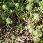 Trifolium cherleri Habitus