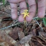 Voyria aphylla 花