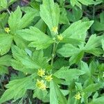 Ranunculus recurvatus Leaf