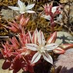 Sedum rubens Flor